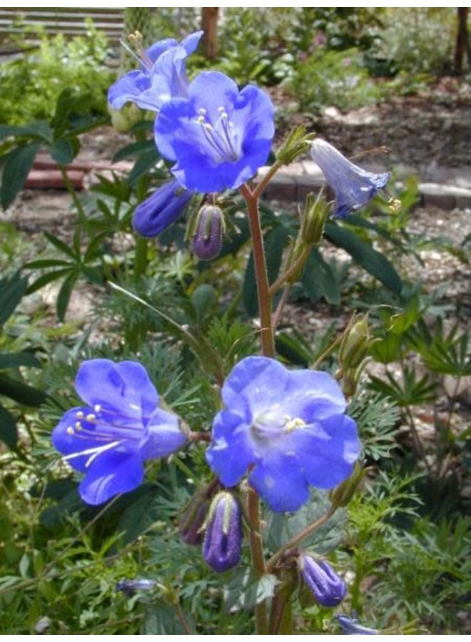 Phacelia campanularia - Desert Bluebells (Seed)