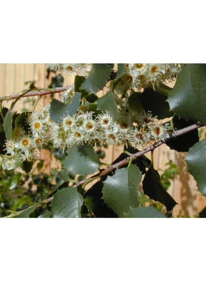 Prunus ilicifolia - Holly-leaf Cherry (Seed)