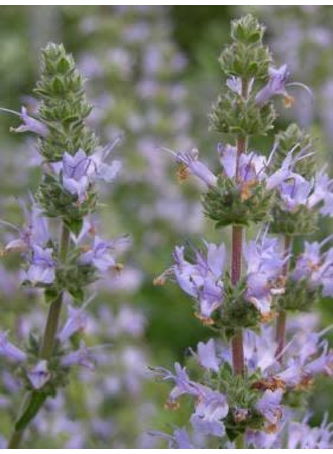 Salvia clevelandii - Cleveland Sage (Seed)