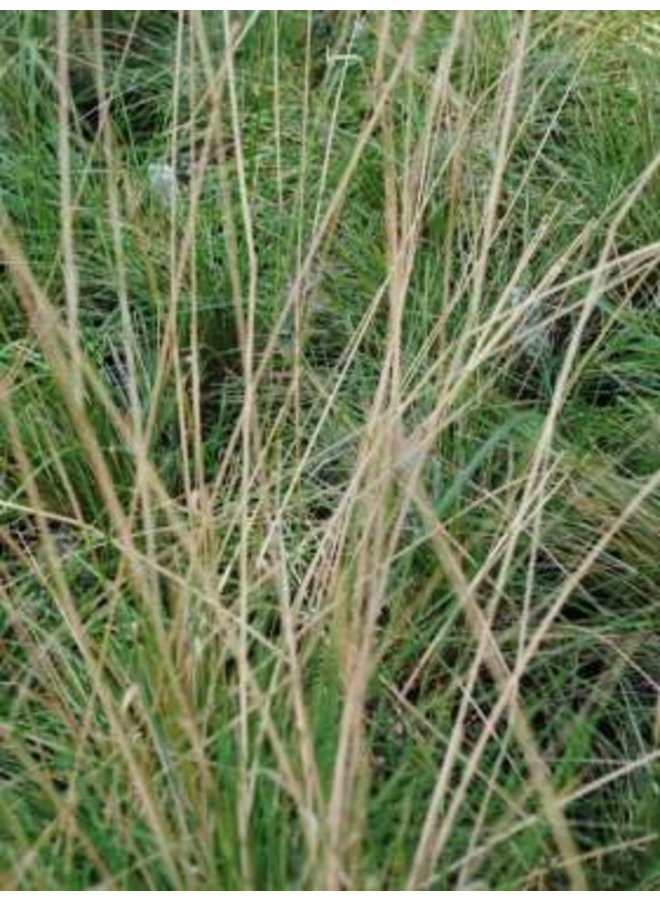 Stipa lepida - Foothill Needlegrass (Seed)
