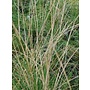 Stipa lepida - Foothill Needlegrass (Seed)