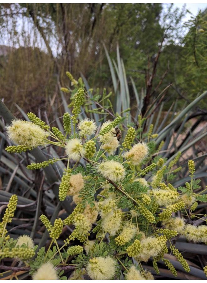 Senegalia greggii - Catclaw, Devil's Claw (Seed)