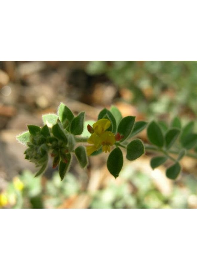 Acmispon heermanii - Heermann's Lotus (Seed)