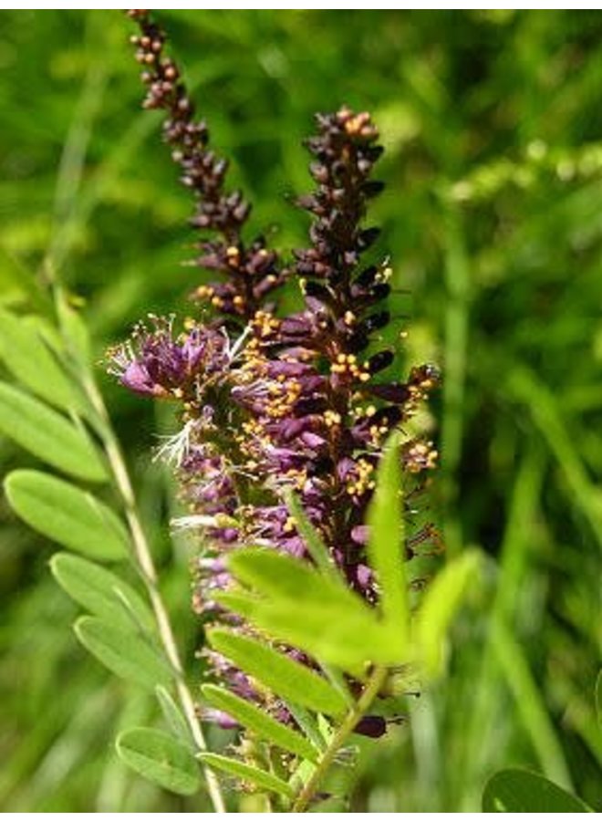 Amorpha californica - False Indigo (Seed)