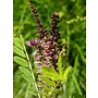 Amorpha californica - False Indigo (Seed)