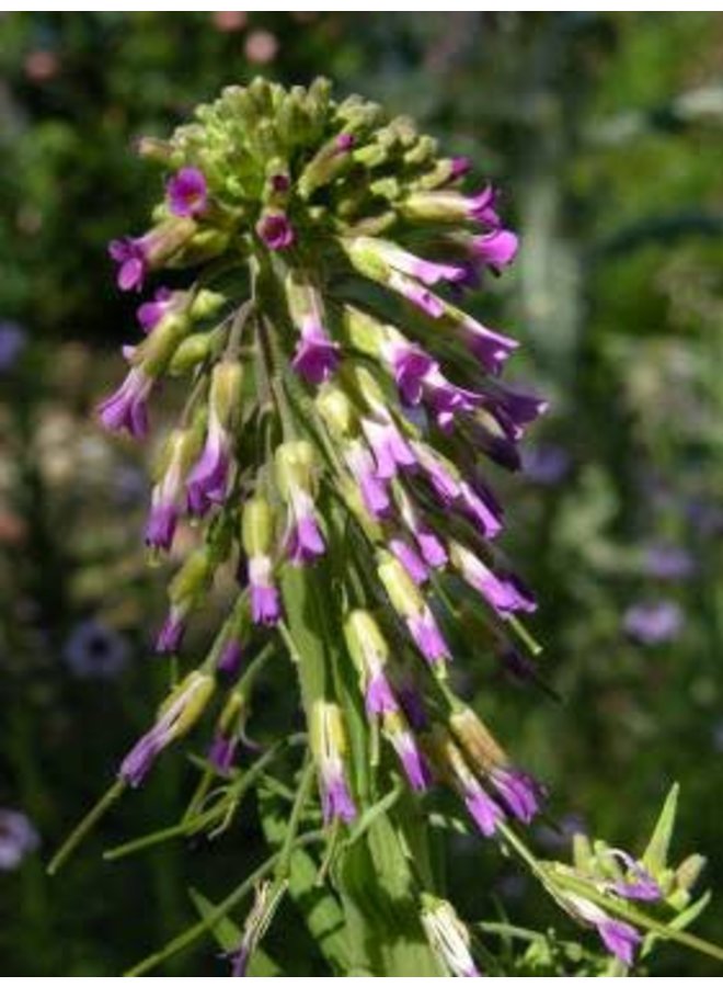 Boechera pulchra - Prince's Rockcress, Beautiful Rockcress (Seed)