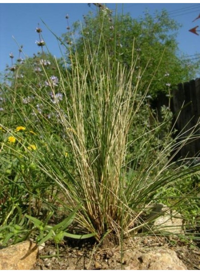 Stipa hymenoides - Indian Ricegrass, Sand Grass (Seed)