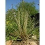 Stipa hymenoides - Indian Ricegrass, Sand Grass (Seed)