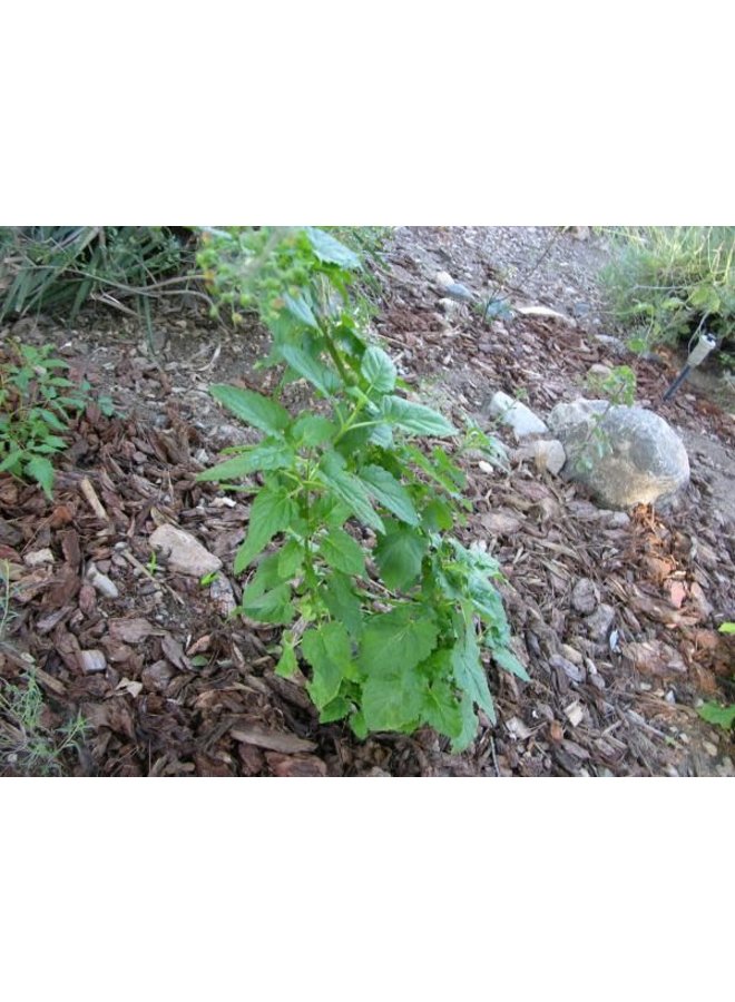 Scrophularia californica - Bee Plant, California Figwort (Seed)