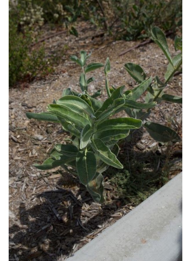 Asclepias Eriocarpa Seed Theodore Payne Foundation Store