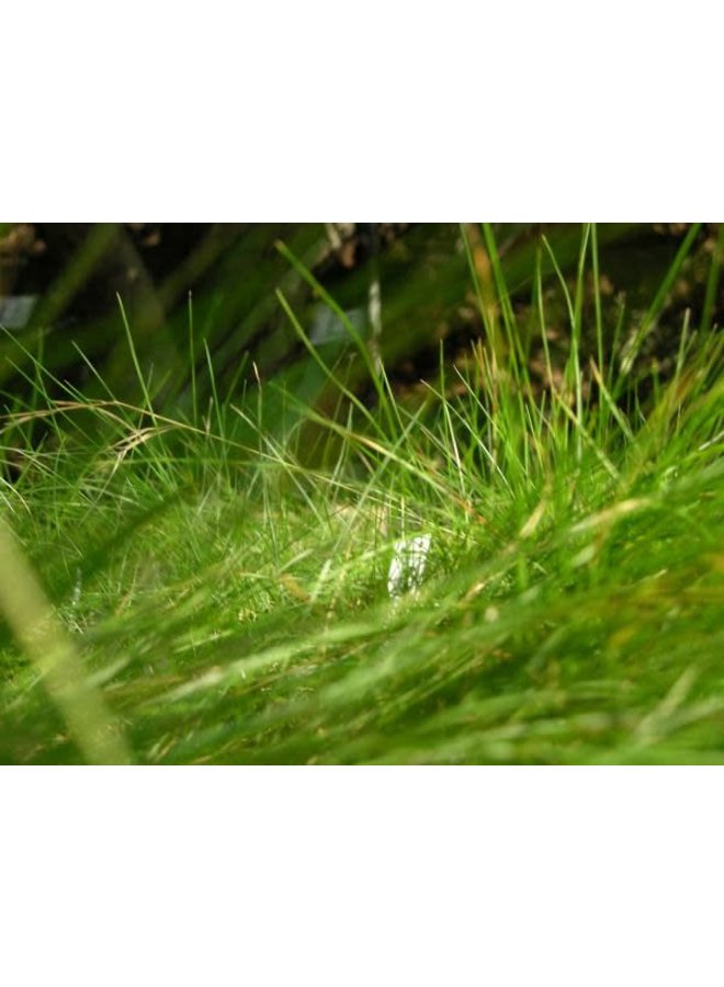 Festuca rubra 'Molate' - Molate Creeping Red Fescue (Seed)