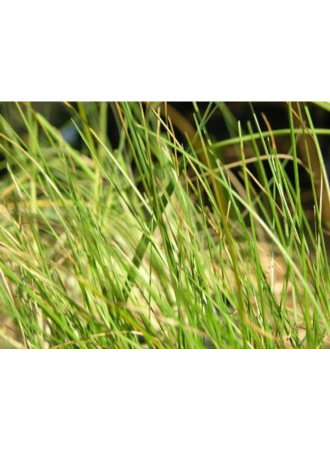 Festuca rubra 'Molate' - Molate Creeping Red Fescue (Seed)