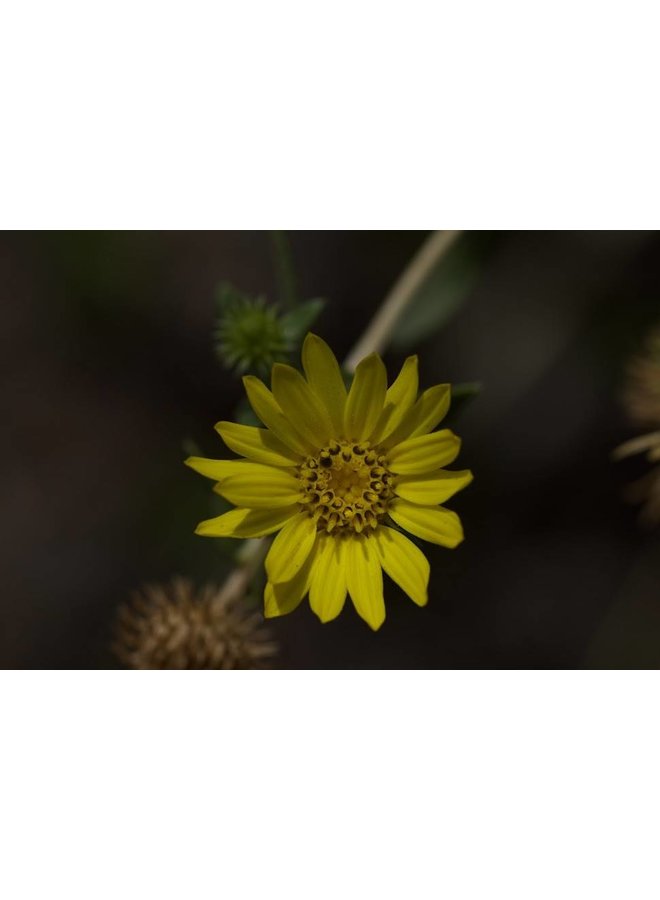 Grindelia camporum - Common Gumplant, Great Valley Gumweed (Seed)