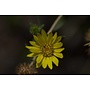 Grindelia camporum - Common Gumplant, Great Valley Gumweed (Seed)