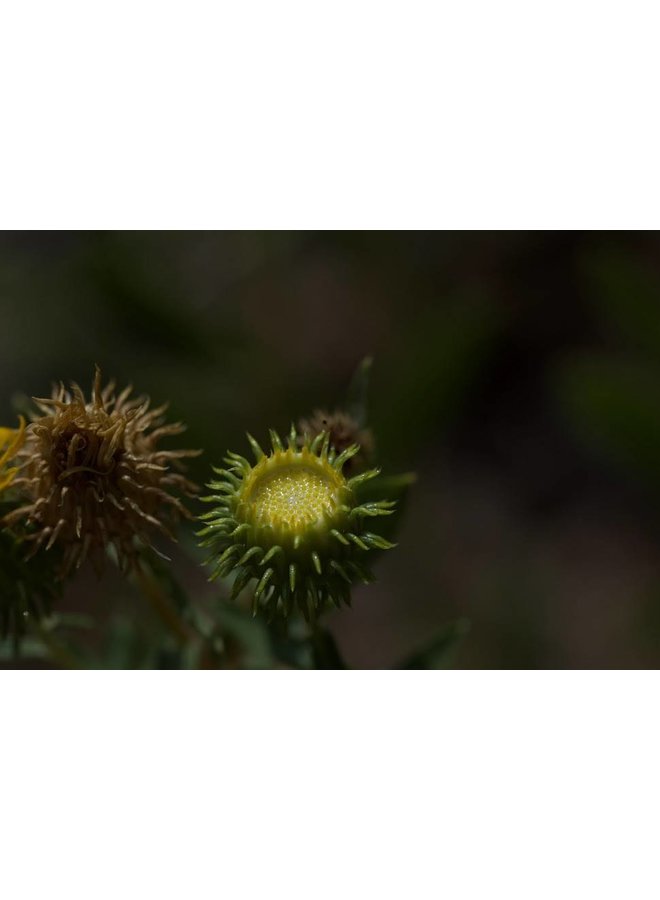 Grindelia camporum - Common Gumplant, Great Valley Gumweed (Seed)