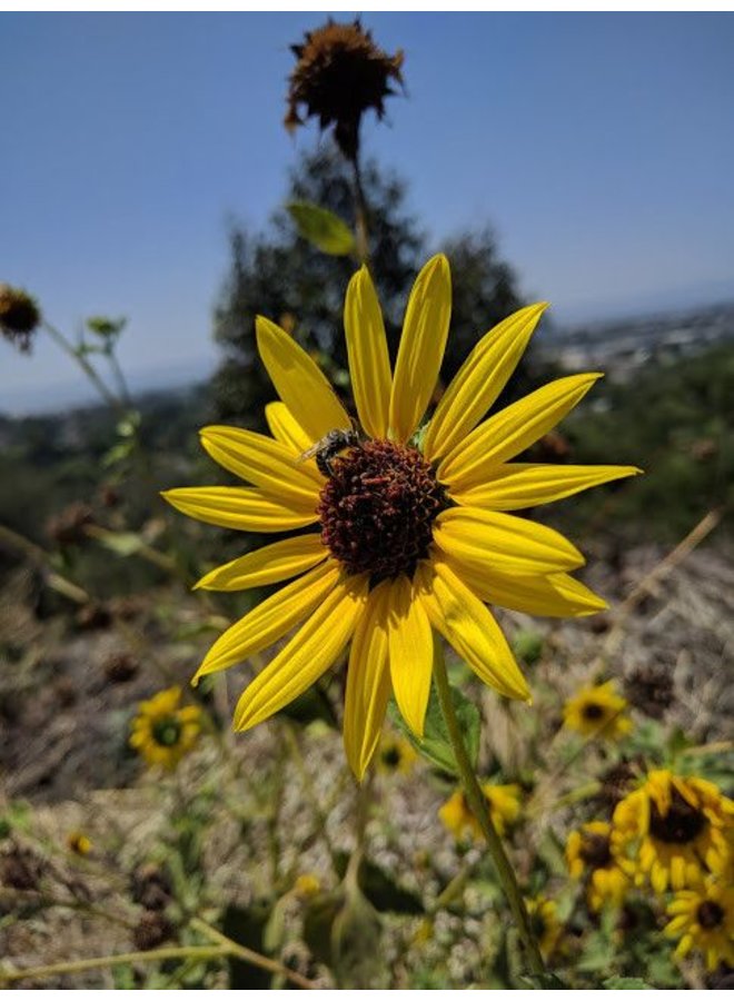 Helianthus annuus - Common Sunflower (Seed)