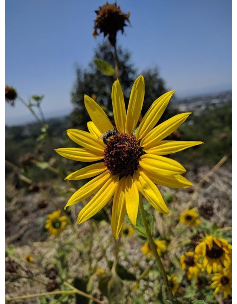 Helianthus annuus Common Sunflower (Seed) Theodore