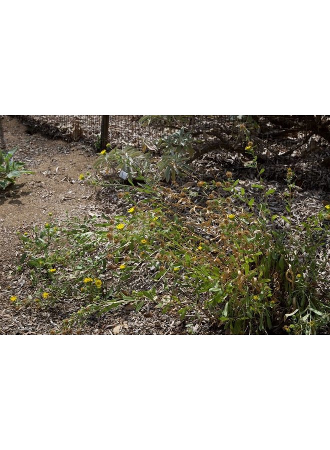 Grindelia camporum - Common Gumplant, Great Valley Gumweed (Seed)