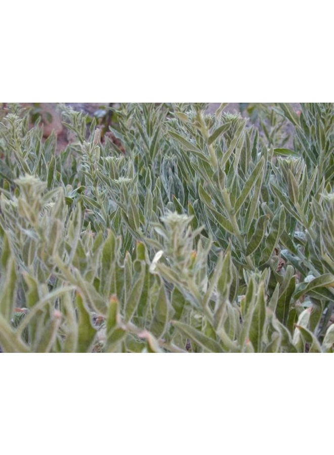 Oenothera elata ssp. hookeri - Hooker's Evening Primrose (Seed)