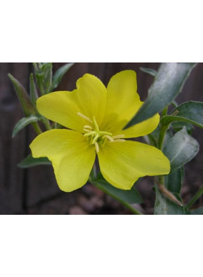 Oenothera elata ssp. hookeri - Hooker's Evening Primrose (Seed)