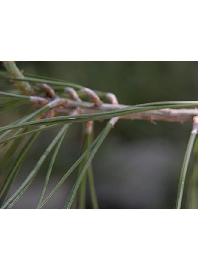 Pinus sabiniana - Gray Pine, Foothill Pine, Ghost Pine (Seed)