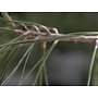 Pinus sabiniana - Gray Pine, Foothill Pine, Ghost Pine (Seed)
