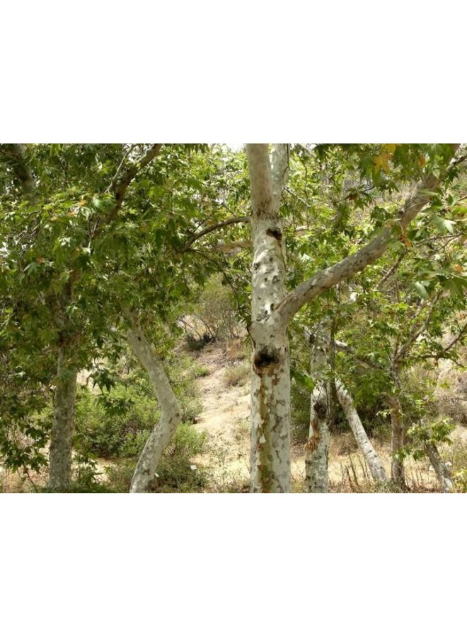 Platanus racemosa - Western Sycamore (Seed)