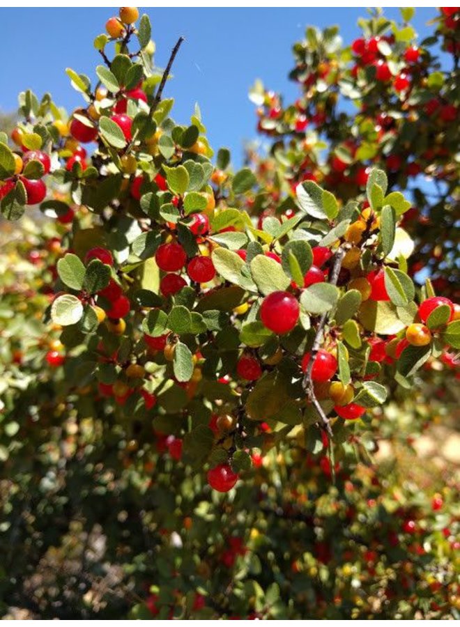 Rhamnus crocea - Redberry, Redberry Buckthorn (Seed)