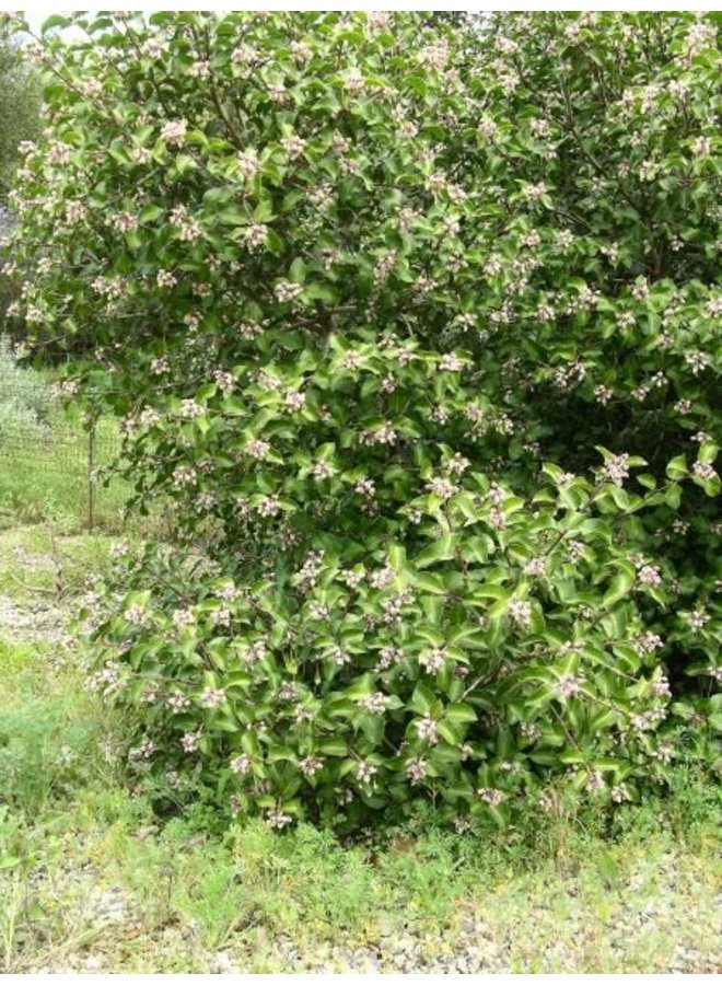 Rhus ovata - Sugar Bush (Seed)