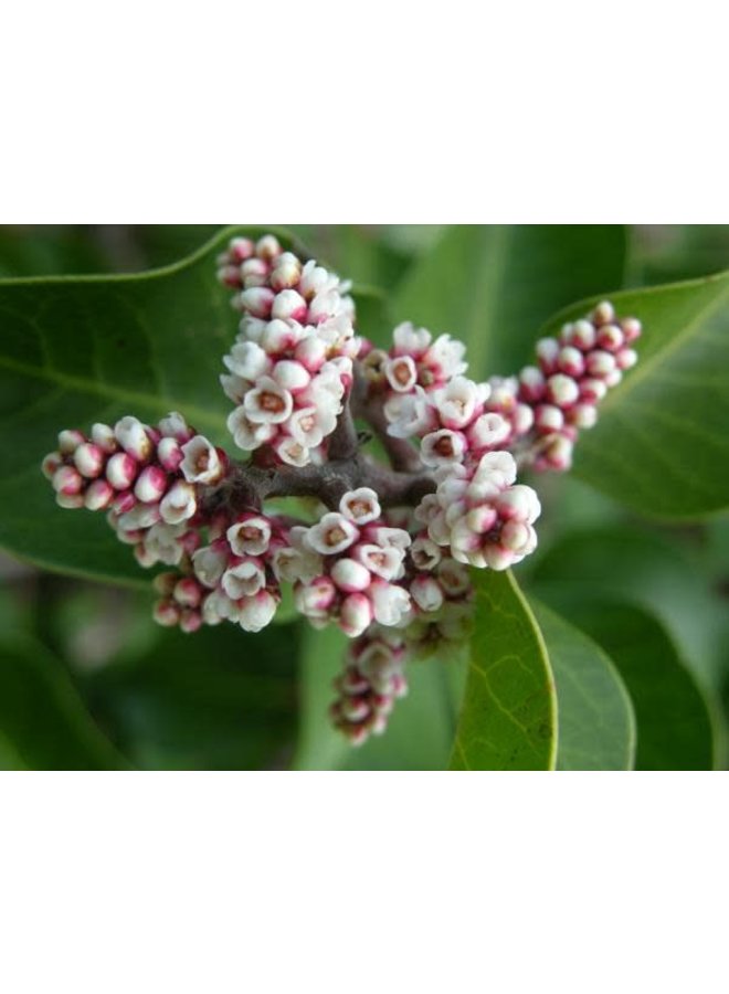 Rhus ovata - Sugar Bush (Seed)
