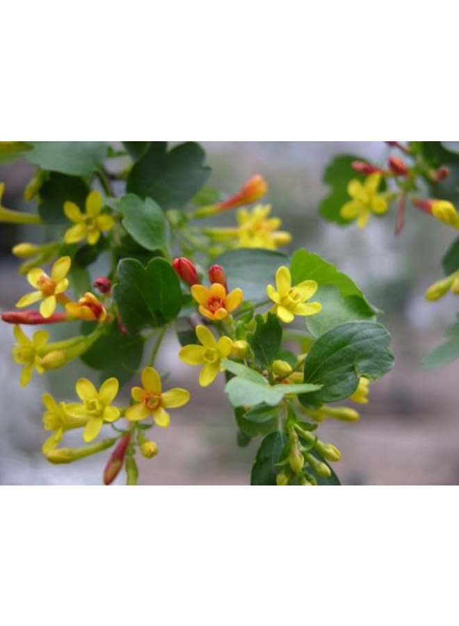 Ribes aureum var. gracillimum - Golden Currant (Seed)