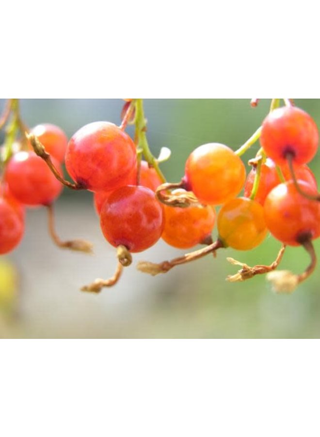 Ribes aureum var. gracillimum - Golden Currant (Seed)