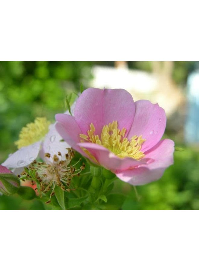 Rosa californica - California Wild Rose (Seed)