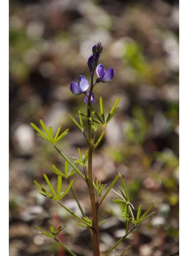 Lupinus truncatus - Collared Annual Lupine (Seed)