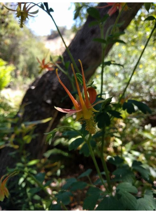 Aquilegia formosa - Red or Scarlet Columbine (Seed)