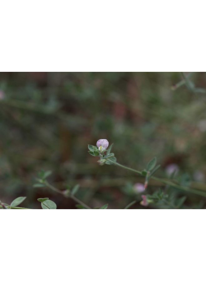 Acmispon americanus - American Bird's Foot Trefoil (Seed)