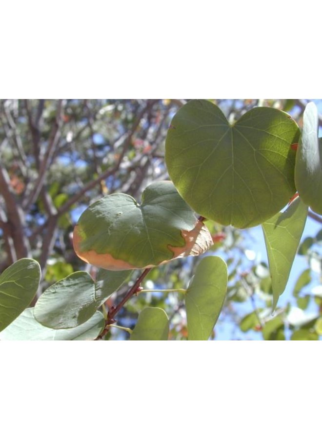 Cercis occidentalis - Western Redbud (Seed)