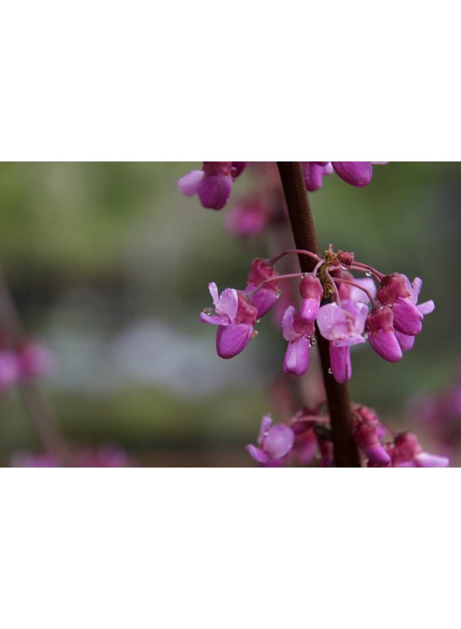 Cercis occidentalis - Western Redbud (Seed)