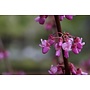 Cercis occidentalis - Western Redbud (Seed)