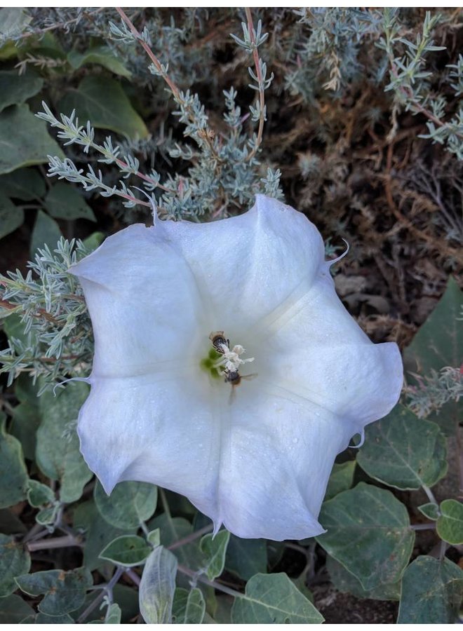 Datura wrightii - Sacred Datura, Jimsonweed (Seed)