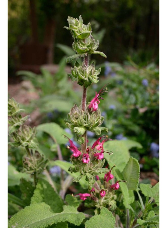 Salvia spathacea Hummingbird Sage (Plant) Theodore