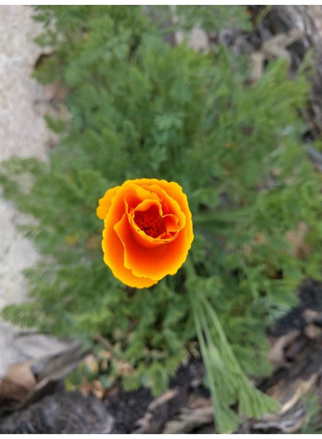 Eschscholzia californica - California Poppy (Seed)