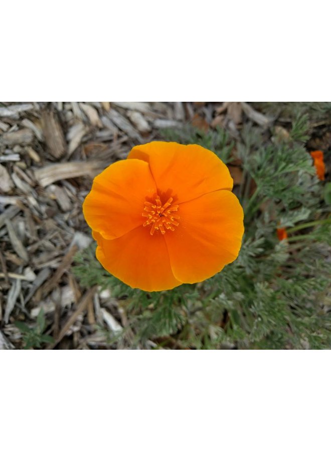 Eschscholzia californica - California Poppy (Seed)