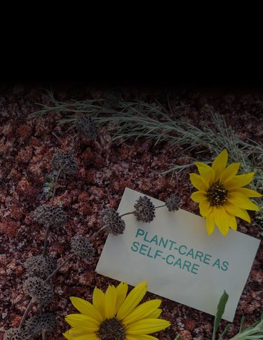 Limited edition seed mix!