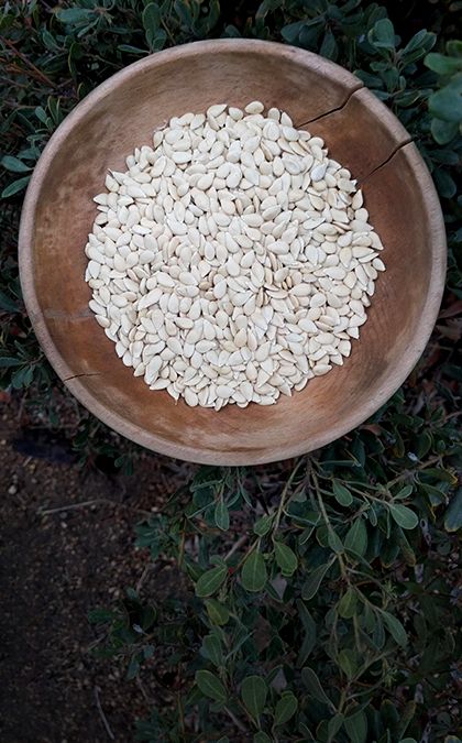 Hand-collected seeds, original mixes and more