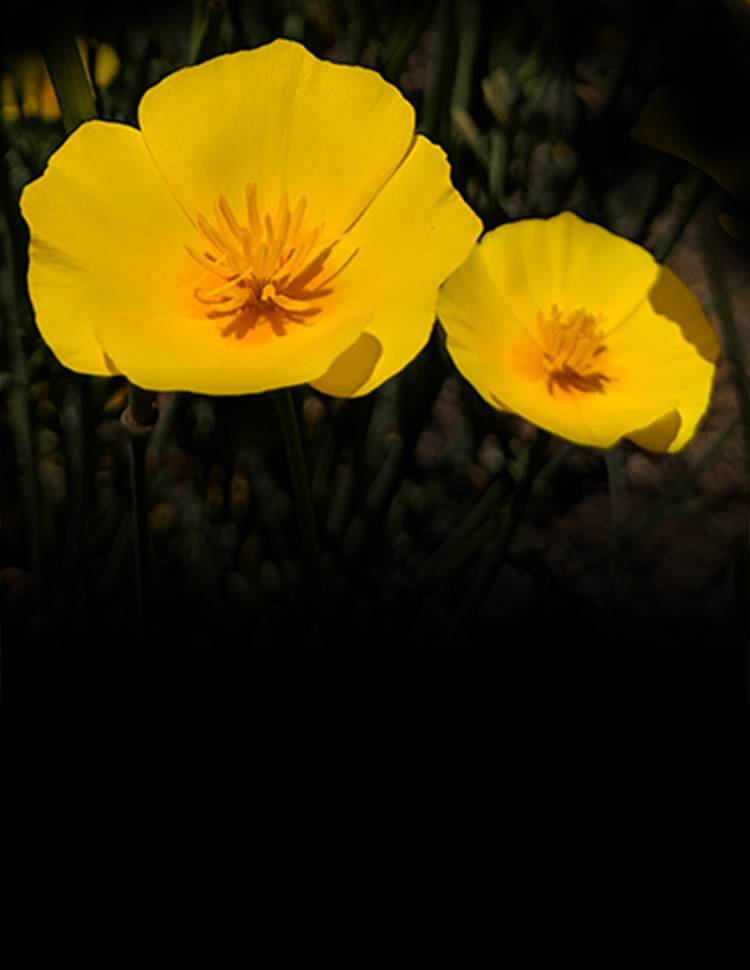 Foothill poppy seeds are in stock!