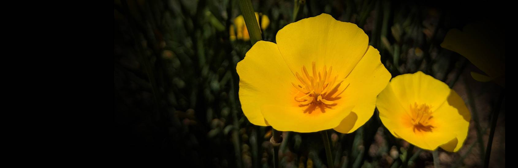 Foothill poppy seeds are in stock!