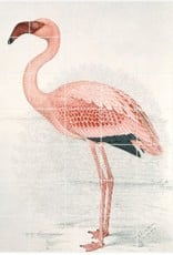 IXXI Greater Flamingo - 100cm x 140cm