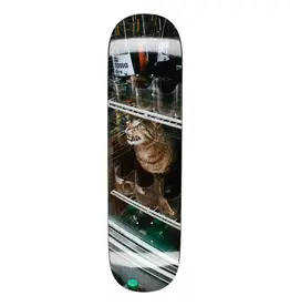 GX1000 Bodega Cat 8.25"