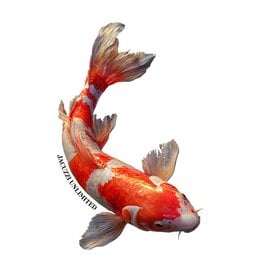 Jacuzzi Unlimited Koi Sticker